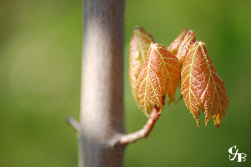 Photo: Maple leaves in spring in northern Minnesota. Photo by Chris J. Benson