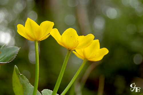 Photo: Marsh Marigolds near a stream in northern Minnesota. Photo by Chris J. Benson