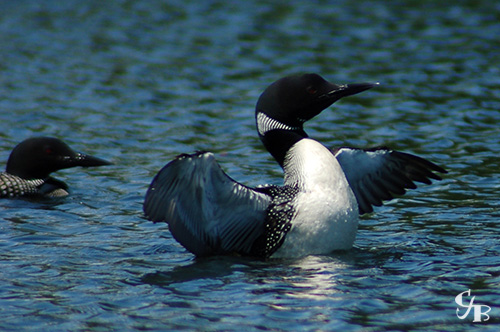 Photo: Loon flapping wings on lake in northern Minnesota. Photo by Chris J. Benson