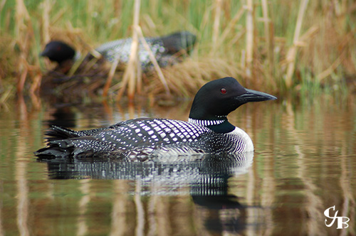 Photo: Loons guarding their nest on a trout lake in northern Minnesota. Photo by Chris J. Benson