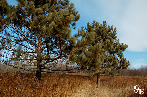 Photo: Red Pine Trees on the Superior Hiking Trail in Duluth, Minnesota. Photo by Chris J. Benson