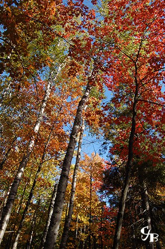 Photo: Fall colors in northern Minnesota. Photo by Chris J. Benson