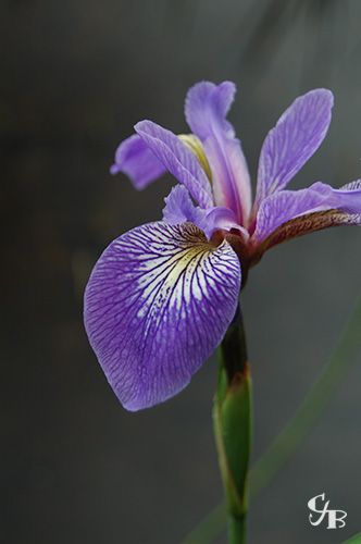 Photo: Blue Flag Iris in northern Minnesota. Photo by Chris J. Benson