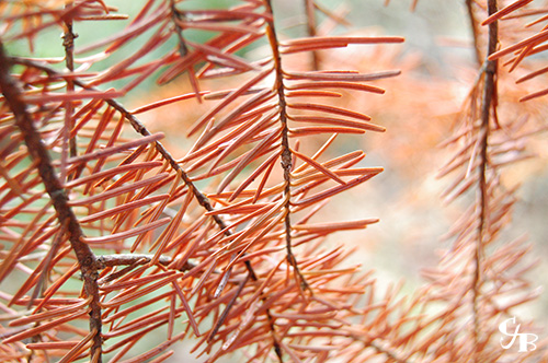 Photo: Balsam Fir tree in northern Minnesota. Photo by Chris J. Benson